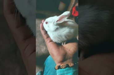 CUTE RABBIT BABY #shorts #RABBIT #youtubeshorts #cute #short #status #viral