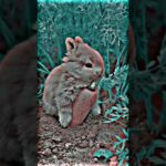 Cute Bunny Eating Carrot , Cute Rabbit | XML TRENDING EFFECTS #shorts #rabbits #bunny #xmlshorts