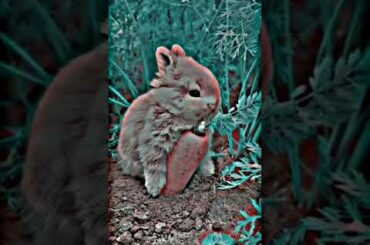 Cute Bunny Eating Carrot , Cute Rabbit | XML TRENDING EFFECTS #shorts #rabbits #bunny #xmlshorts