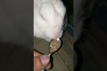 cute rabbit eating funny video #cuterabbit #rabbit #viral #shorts
