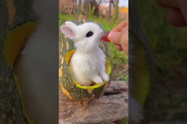 cute rabbit funny eating #pets #subscribe #shorts