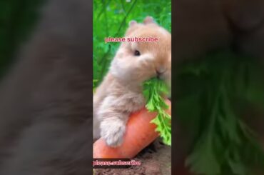 omg so cute bunny #shorts #rabbit #bunny #shortsvideo #viralvideo #trending #youtubeshorts #thesuper