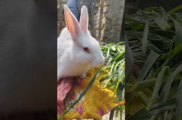MY CUTE RABBIT #shorts #rabbit