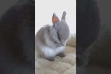 Cute small ear Bunny | Cute Bunny | Cute Rabbit #shorts #rabbits #bunnyshorts