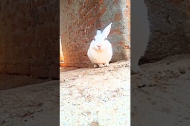 cute Rabbit Animal videos bunny rabbit #rabbit #baby #animal #bunnies #shorts
