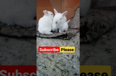cute baby bunny || #shorts #viral #short #shortvideo #khargosh #rabbit #cute #funny #youtubeshorts
