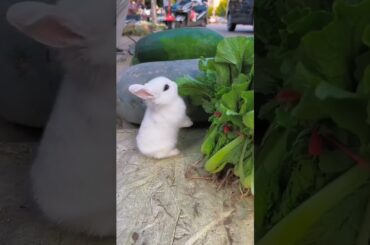 cute rabbit #shortsvideo #trending #youtubeshorts #pleasesubscribe #viral #cute #shorts #short