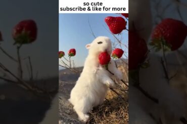 Such a Cute Rabbit #shorts