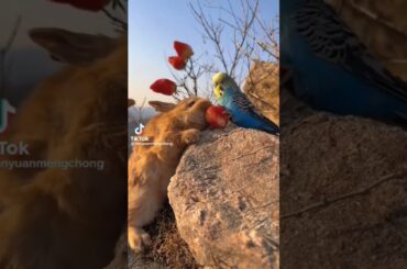 #cute #rabbit #shorts