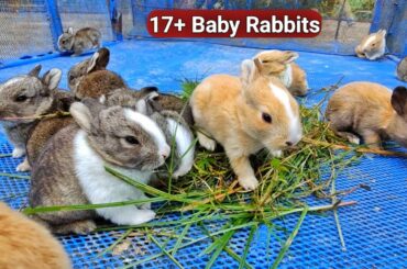 Baby rabbit Sounds | Adorable Cute Baby rabbits / Baby Bunnies
