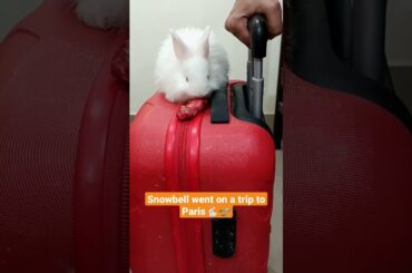 Cute White angora rabbit baby #angorarabbit #cutebunny