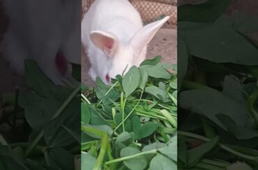 funny Cute Rabbit Moment#short#animlasfunny