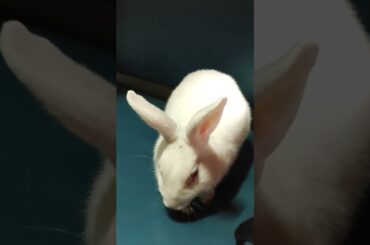 bunnu enjoying the journey#cute  #bunny #trending #travel #trains