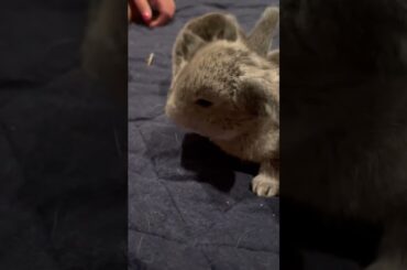 Cute baby bunnies!!!