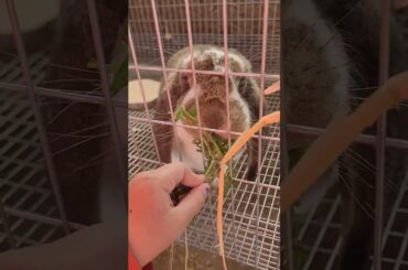 French Lops New Home - Fresh Greens - Awwww - #bunny #cute #rabbit #beautiful