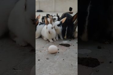 Cute Rabbit baby #shorts