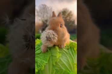 21-2-2023 #cute#rabbit