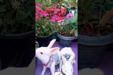 Cute bunny baby #rabbit #cutebunny #cutebaby #shorts