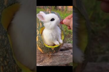 Cute Baby Rabbit Eating #short #shorts #youtube #animals #pets #bunny