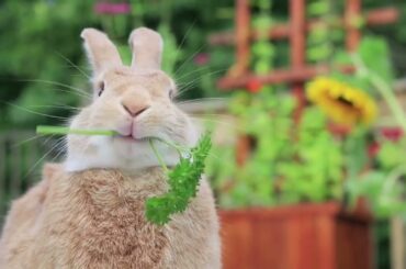 Cute Bunny Rabbit Compilation Video || Bunny eating coriander video  @RabbitFunCorner