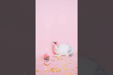 cute rabbit short