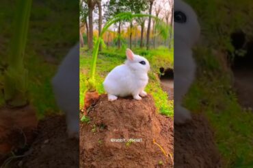 22-2-2023#cute#rabbit#feedshorts