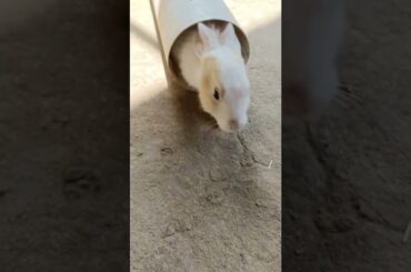Cute Baby Rabbit #short #shorts #rabbit #bunny #animal #viralvideo #viral #animals #pets #pet