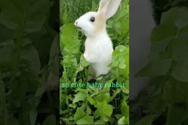 Cute Rabbit Bunny #viral #shorts#short #bunny #animals #pet #pets #