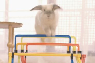 Cute Bunny Jumping 2