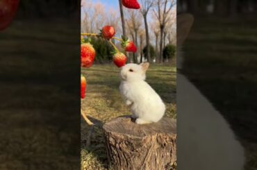 Cute Bunny #Rabbit #funnyvedio #Cuterabbit