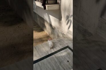 cute baby rabbit/@cutebunnies193