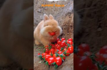 INSANE Cute Rabbit Eating Cherry Tomato #shorts #rabbit #cute #funny