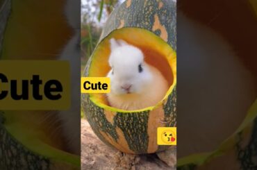 cute rabbit #rabbit #shorts