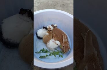 beautiful Mother rabbit with her cute bunnies #shorts #short #youtubeshorts #viral #bunnies