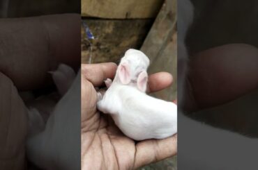 My Cute Baby Rabbit#youtubeshorts#rabbit#bunny