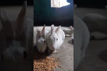 cute rabbit whatsapp status #short #trending #viral