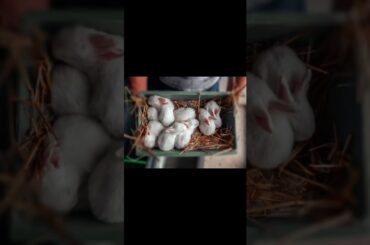 #cute Rabbit#babyrabbit #newborn baby Rabbits #shortsviralvideo #shorts #rabbit Mother