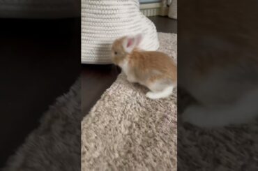 Cute baby bunnies!!!!