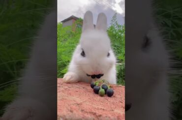 #cute #rabbit