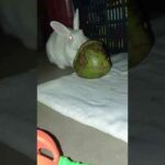 Dekh Ke Tujhko #putuandtitli #viral #shortvideo #cute #rabbit #bunny #shorts
