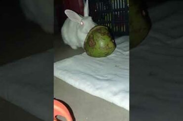 Dekh Ke Tujhko #putuandtitli #viral #shortvideo #cute #rabbit #bunny #shorts