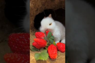 cute rabbit boby shorts video || animals lovers rabbit sound #viral #shortvideo #ytshorts #shorts
