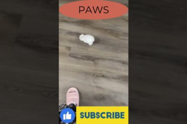 little Cute bunny #bunny,#cute,