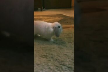 funny bunny. #cute bunny  #funny bunny