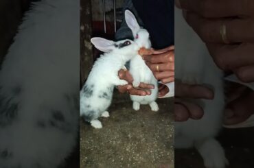 cute rabbit funny eating #pets #subscribe #shorts