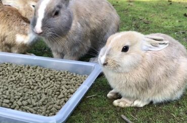 Cute baby rabbit with big eyes