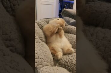 Cute Baby Rabbit #shorts #short #youtube #viral #ytshorts #pets #pet #cute #baby #animal #animals