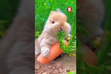Cute rabbit #shortsfeed #shortsvideo #shorts