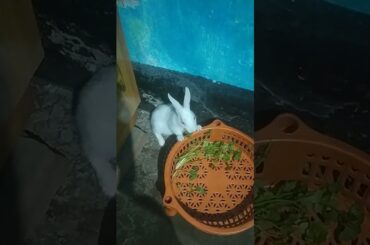 Cute baby rabbit #babybunny #cute #cutepets #babyrabbit #rabbit #shortvideo #ytshorts #babyrabbits