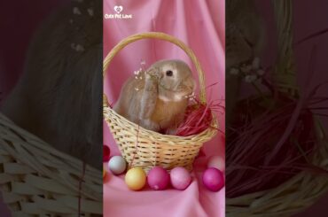 Cute rabbit a beautiful moment #shorts